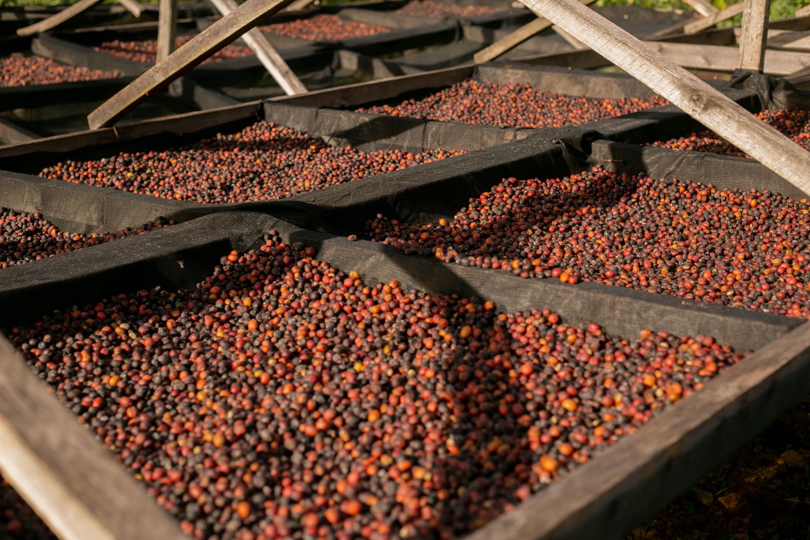 Illustrative stock photo of coffee cherries drying on raised racks; not the Yunnan project site.